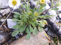 Erigeron nivalis