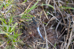 Orthetrum cancellatum