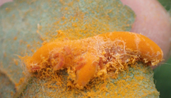 Phragmidium mucronatum