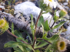 Erigeron nivalis
