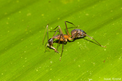 Camponotus ager