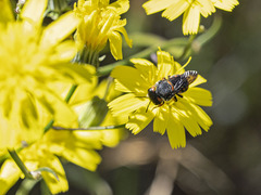 Pseudoanthidium canariense