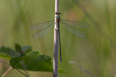 Chalcolestes viridis