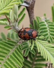 Ogdoecosta biannularis