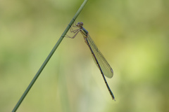 Chalcolestes viridis
