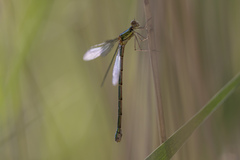 Chalcolestes viridis