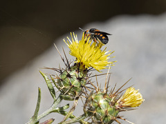Pseudoanthidium canariense