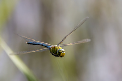 Anax imperator