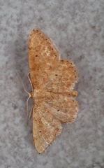 Idaea obsoletaria