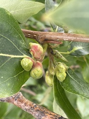 Pemphigus populicaulis