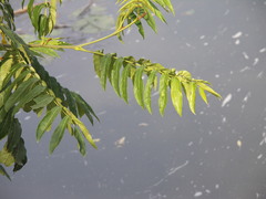Pterocarya fraxinifolia