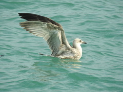 Larus michahellis