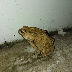 Duttaphrynus melanostictus