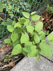 Magnoliopsida