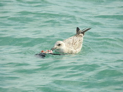 Larus michahellis