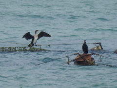 Phalacrocorax carbo