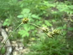 Carex echinodes