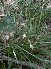 Carex echinodes