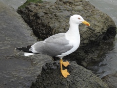 Larus michahellis