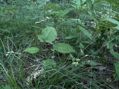 Carex echinodes