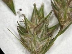 Carex echinodes