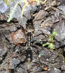 Neoponera aenescens