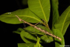 Proscopiinae