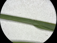 Carex echinodes