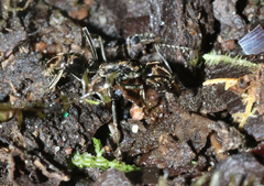 Neoponera aenescens