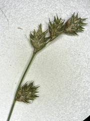 Carex echinodes