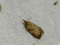 Sparganothis pilleriana