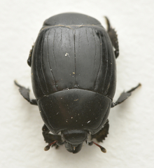 Margarinotus neglectus