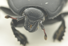 Margarinotus neglectus