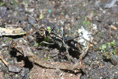 Neoponera aenescens