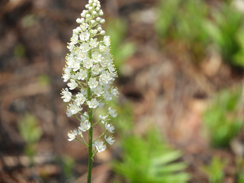 Stenanthium image