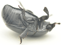 Margarinotus neglectus