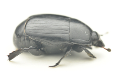 Margarinotus neglectus