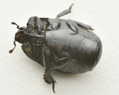 Margarinotus neglectus