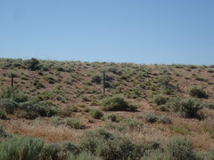 Oreoscoptes montanus