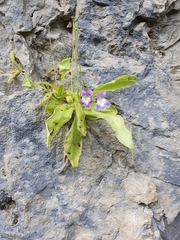 Pinguicula longifolia