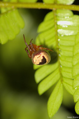Ocrepeira covillei