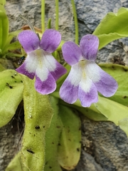 Pinguicula longifolia