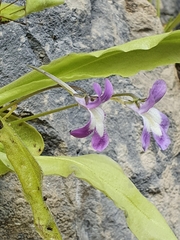 Pinguicula longifolia