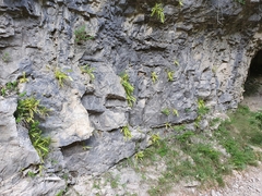 Pinguicula longifolia