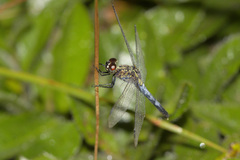 Erythrodiplax basalis