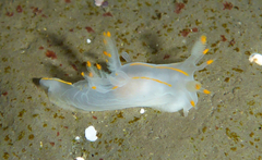 Ancula gibbosa