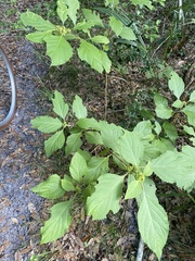 Callicarpa americana