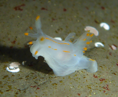 Ancula gibbosa