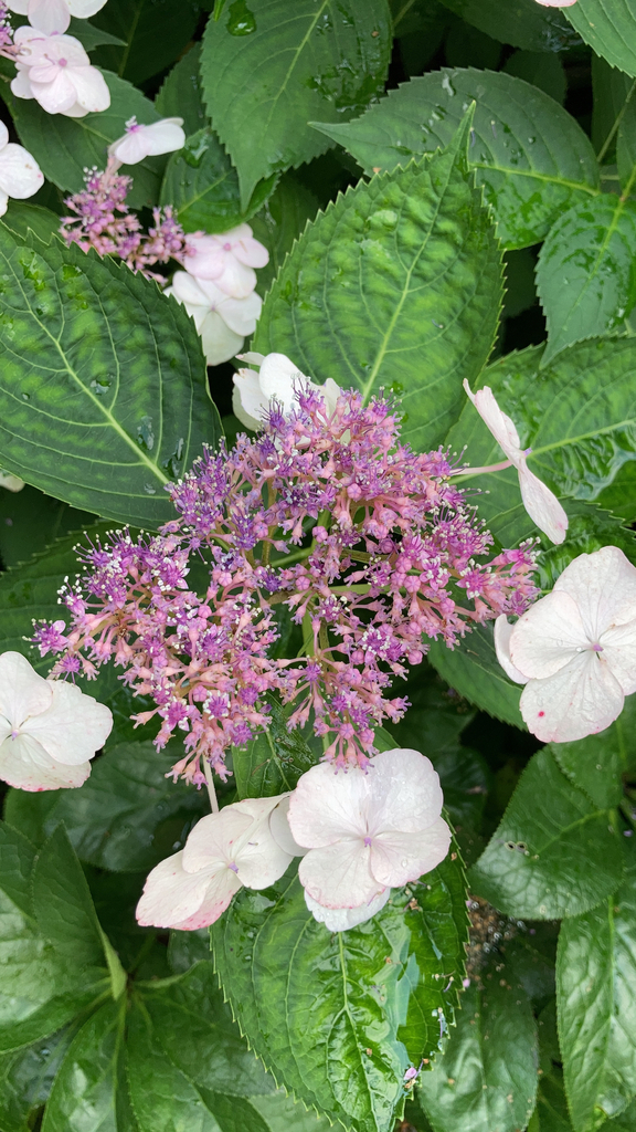 rough-leaved hydrangea on July 13, 2022 at 01:54 PM by nmirshah ...