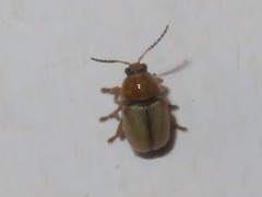 Cryptocephalus fulvus